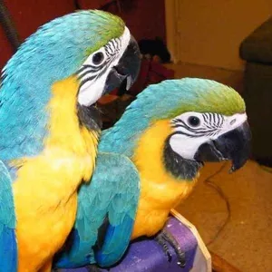 Aдома,  поднятые и зарегистрирован синих и золотых попугаи ара для прод