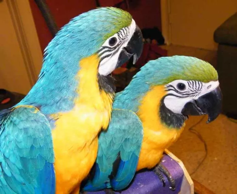 Aдома,  поднятые и зарегистрирован синих и золотых попугаи ара для прод